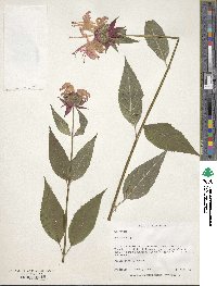 Monarda didyma image