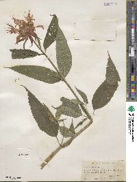 Monarda didyma image