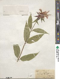 Monarda didyma image