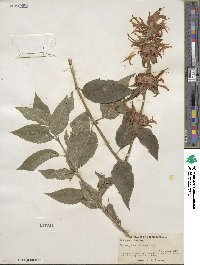 Monarda didyma image