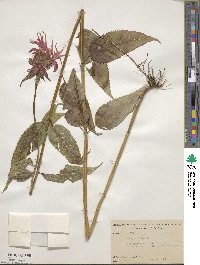 Monarda didyma image