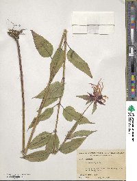 Monarda didyma image