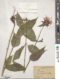 Monarda didyma image