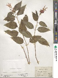 Monarda didyma image