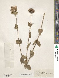 Monarda fistulosa image