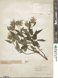 Monarda fistulosa image