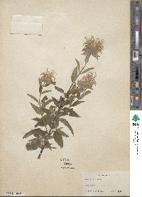 Monarda fistulosa image