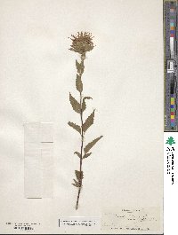 Monarda fistulosa image