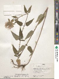 Monarda fistulosa image