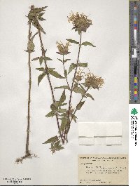 Monarda fistulosa image