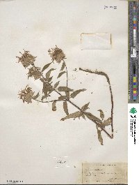 Monarda fistulosa image