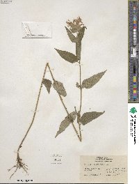 Monarda fistulosa image