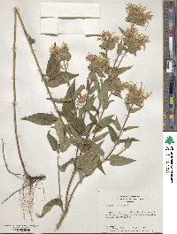 Monarda fistulosa image