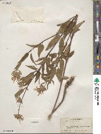 Monarda fistulosa image