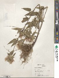 Monarda fistulosa image