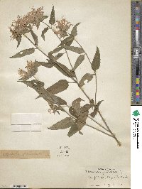 Monarda fistulosa image