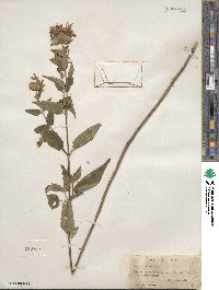 Monarda fistulosa image