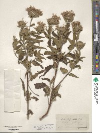 Monarda fistulosa image