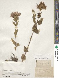 Monarda fistulosa image