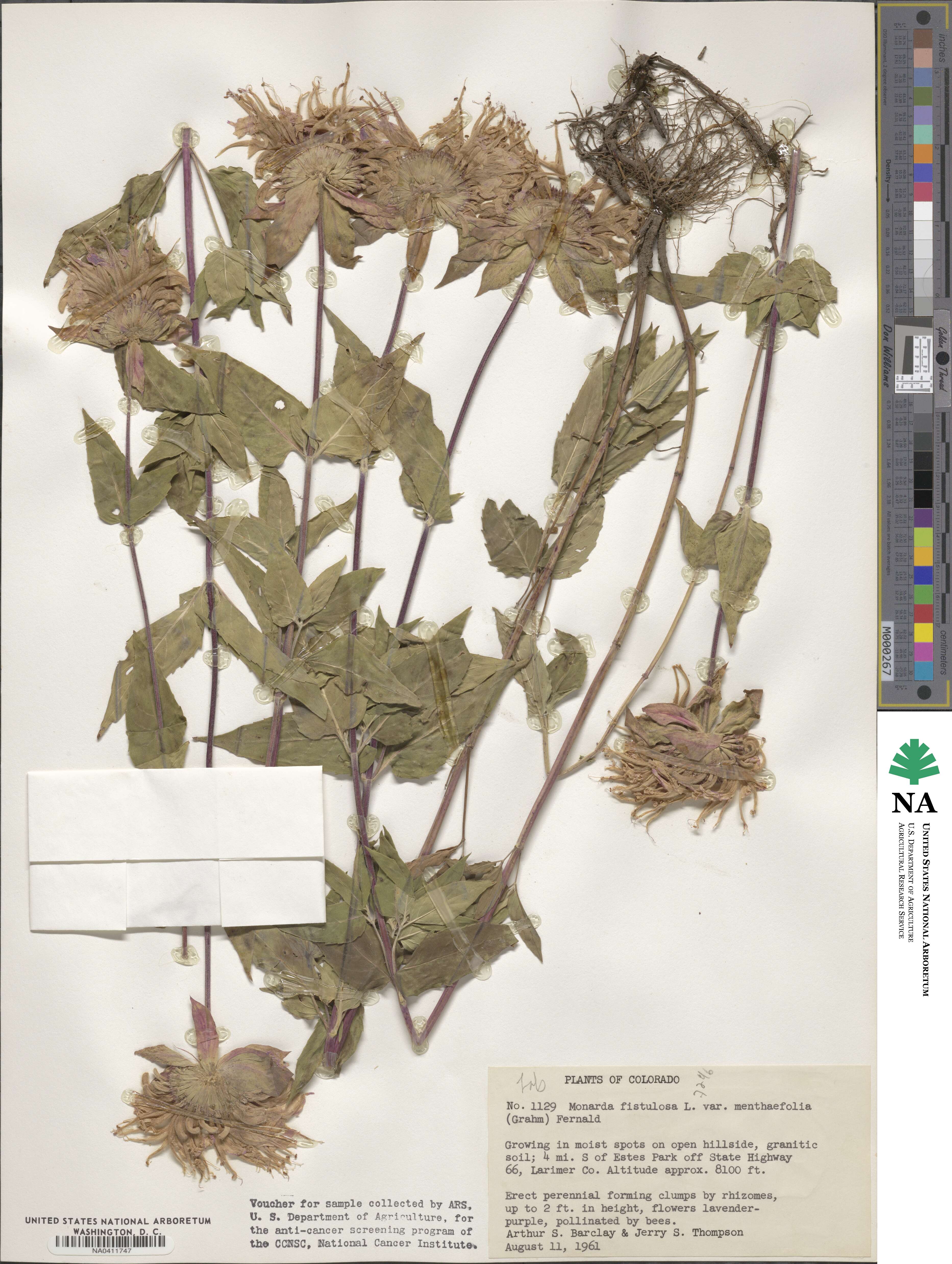 Monarda fistulosa var. menthifolia image