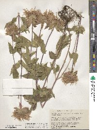 Monarda fistulosa var. menthifolia image