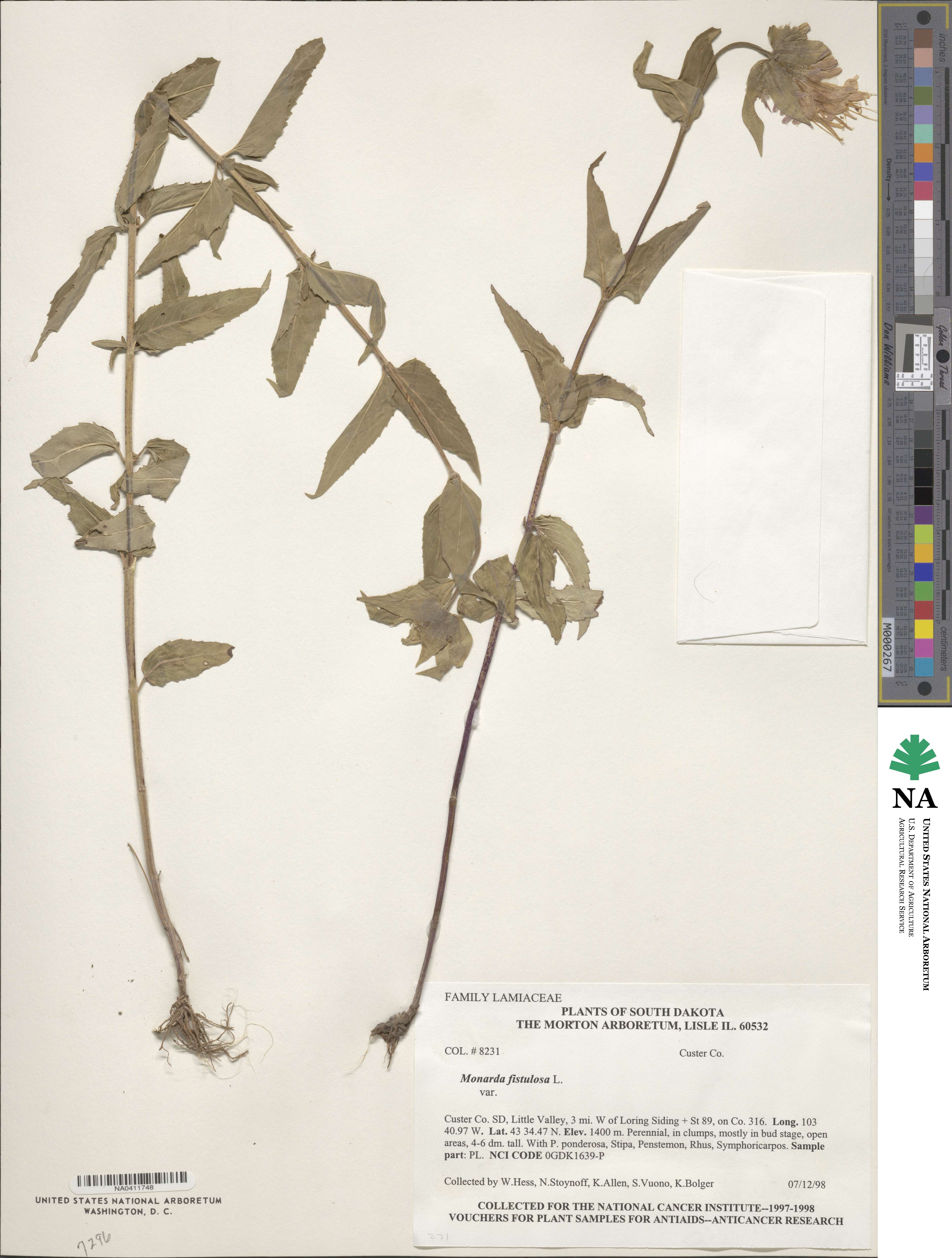 Monarda fistulosa image