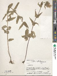 Monarda fistulosa image