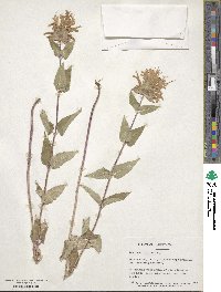 Monarda fistulosa image