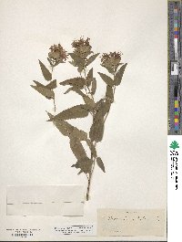 Monarda fistulosa image