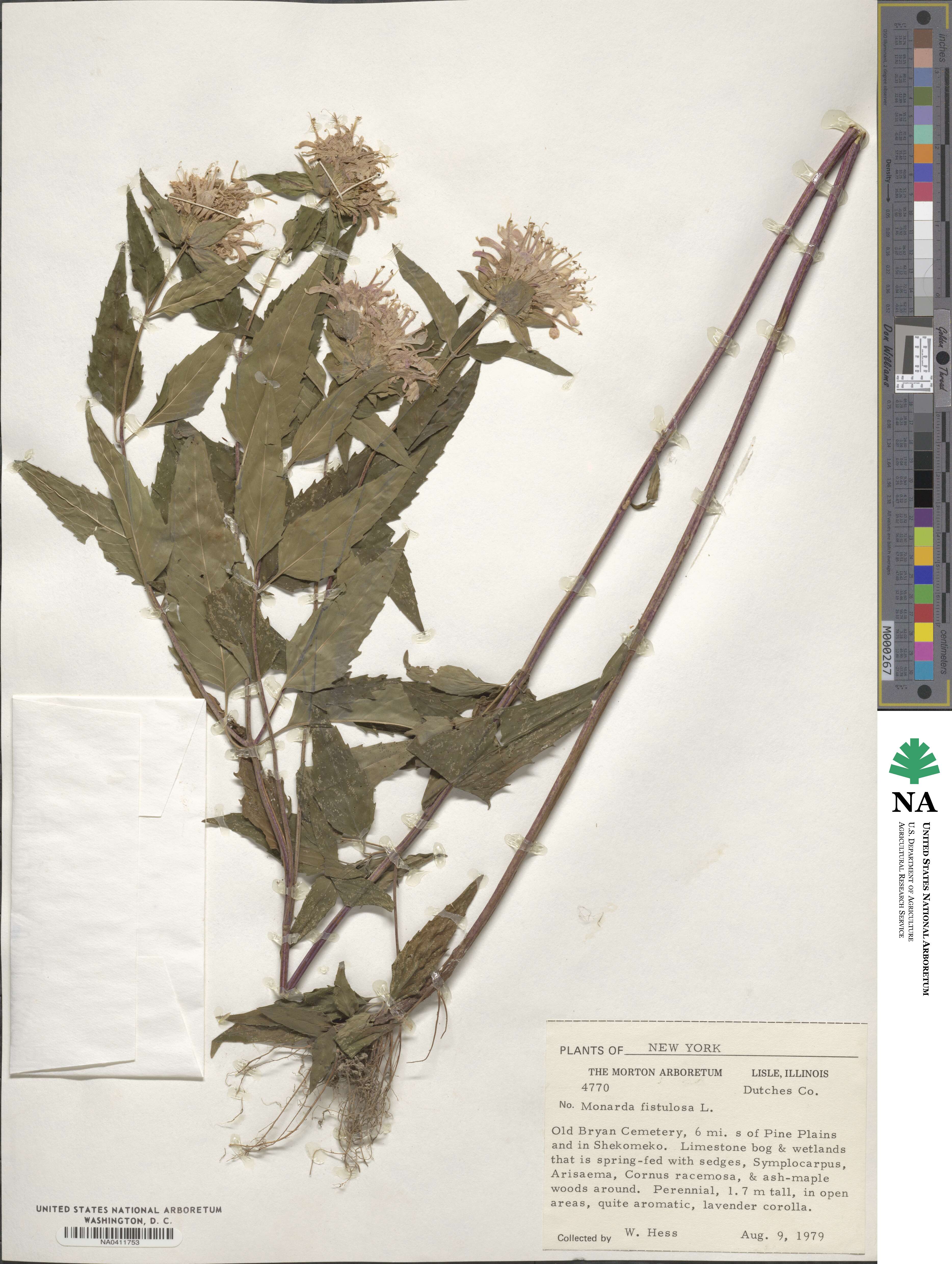 Monarda image