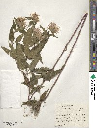 Monarda fistulosa image