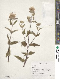 Monarda fistulosa image