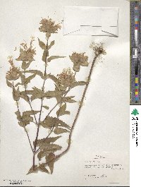 Monarda fistulosa image