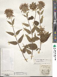 Monarda fistulosa image