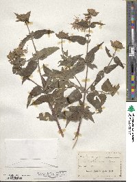 Monarda fistulosa image