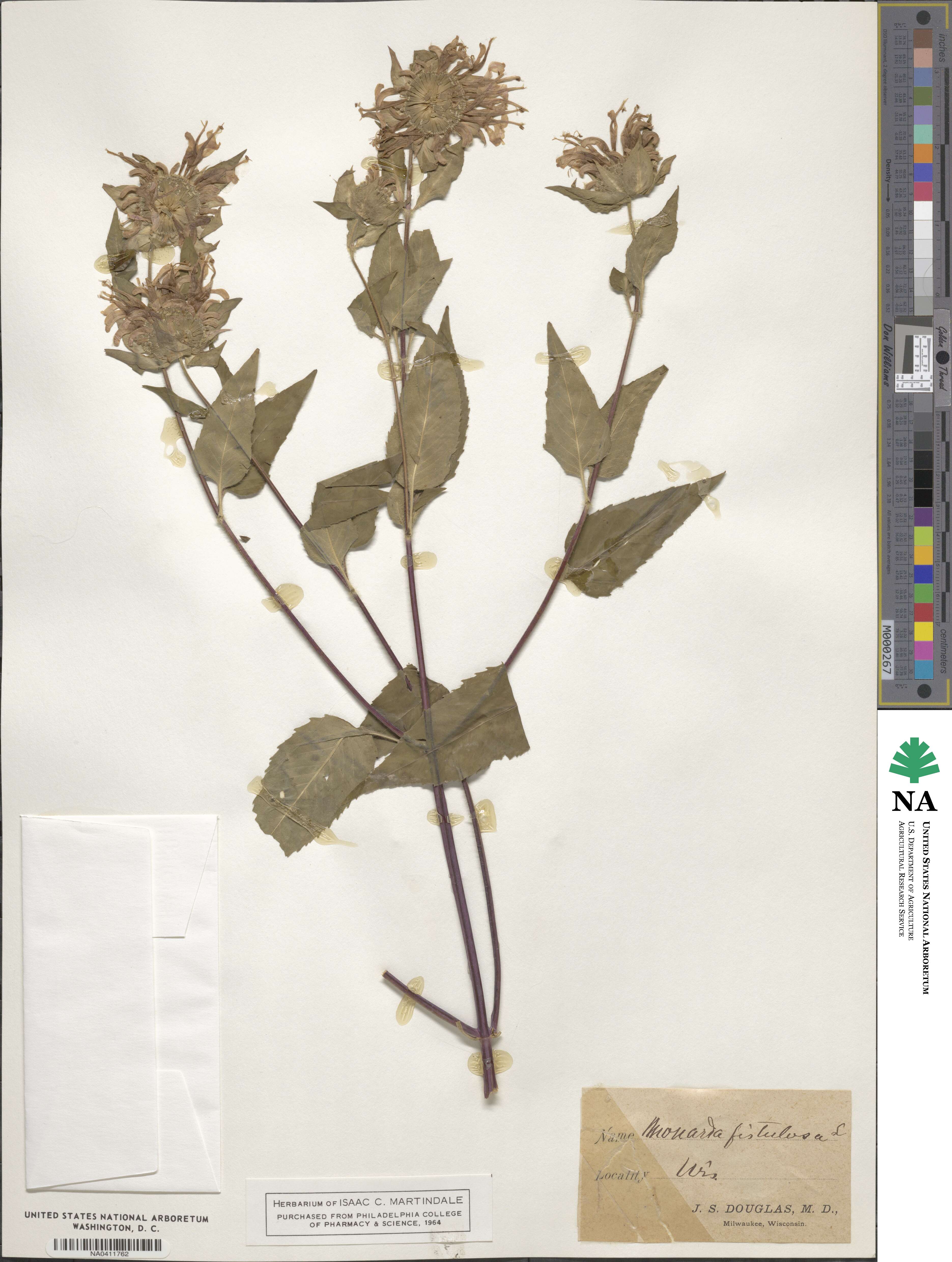 Monarda fistulosa image