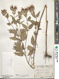 Monarda fistulosa image