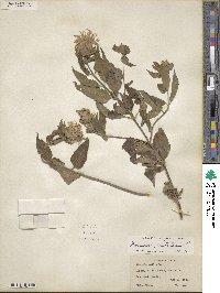 Monarda fistulosa image