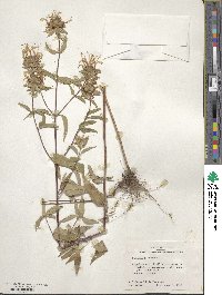 Monarda fistulosa image