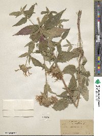 Monarda fistulosa var. mollis image