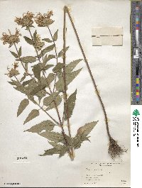 Monarda fistulosa image