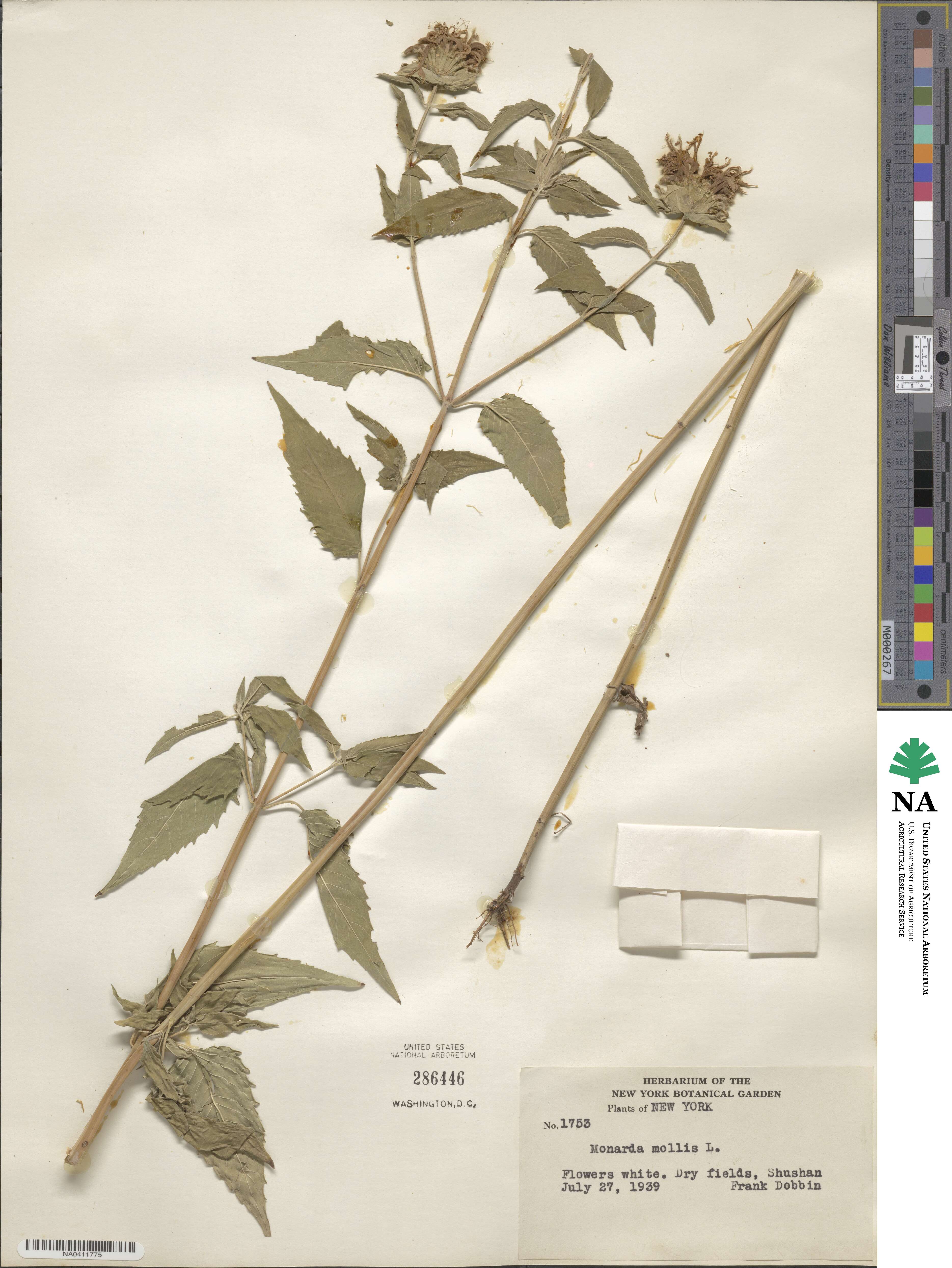 Monarda fistulosa var. mollis image