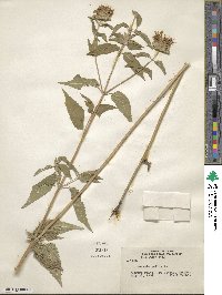 Monarda fistulosa image