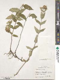 Monarda lindheimeri image