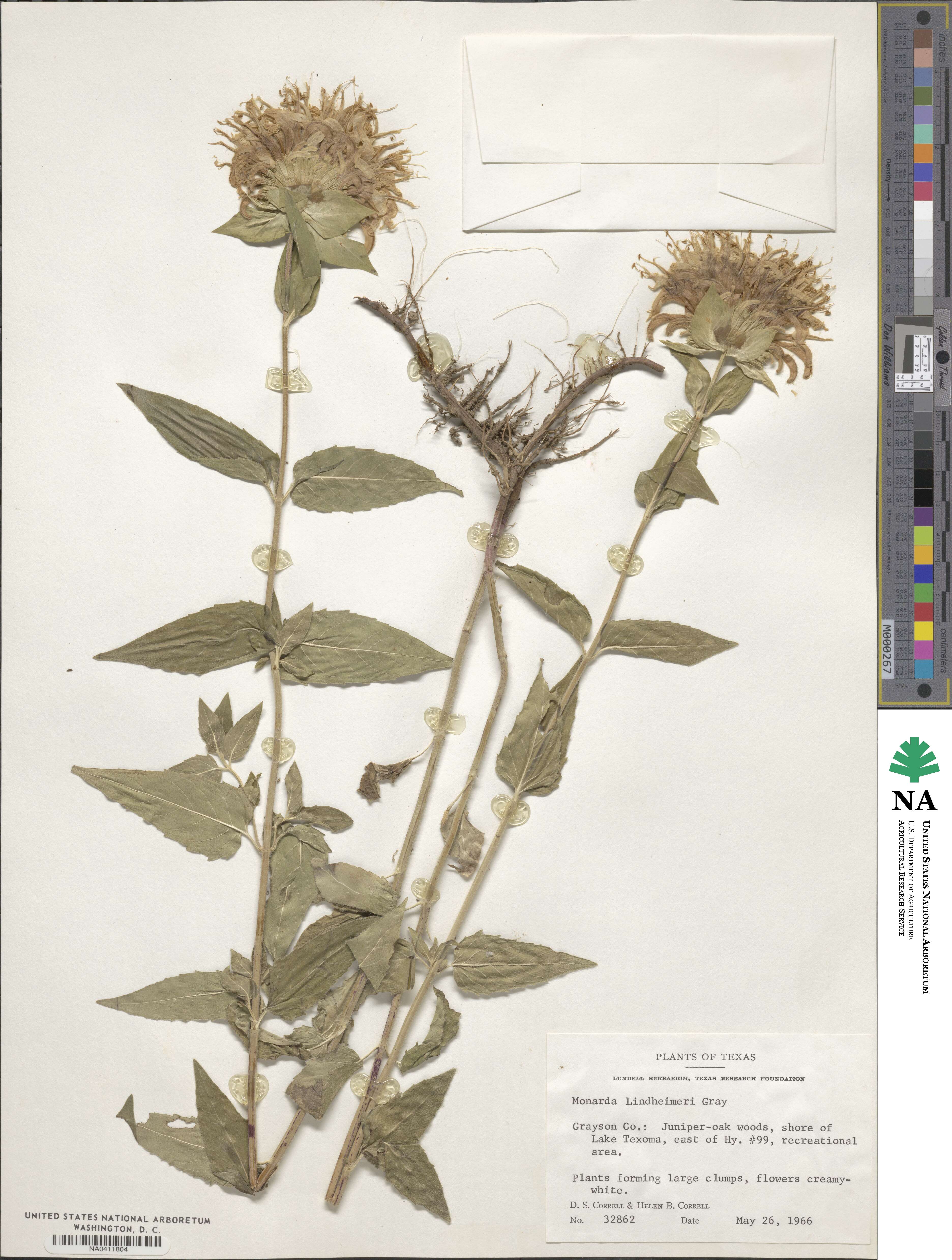 Monarda lindheimeri image