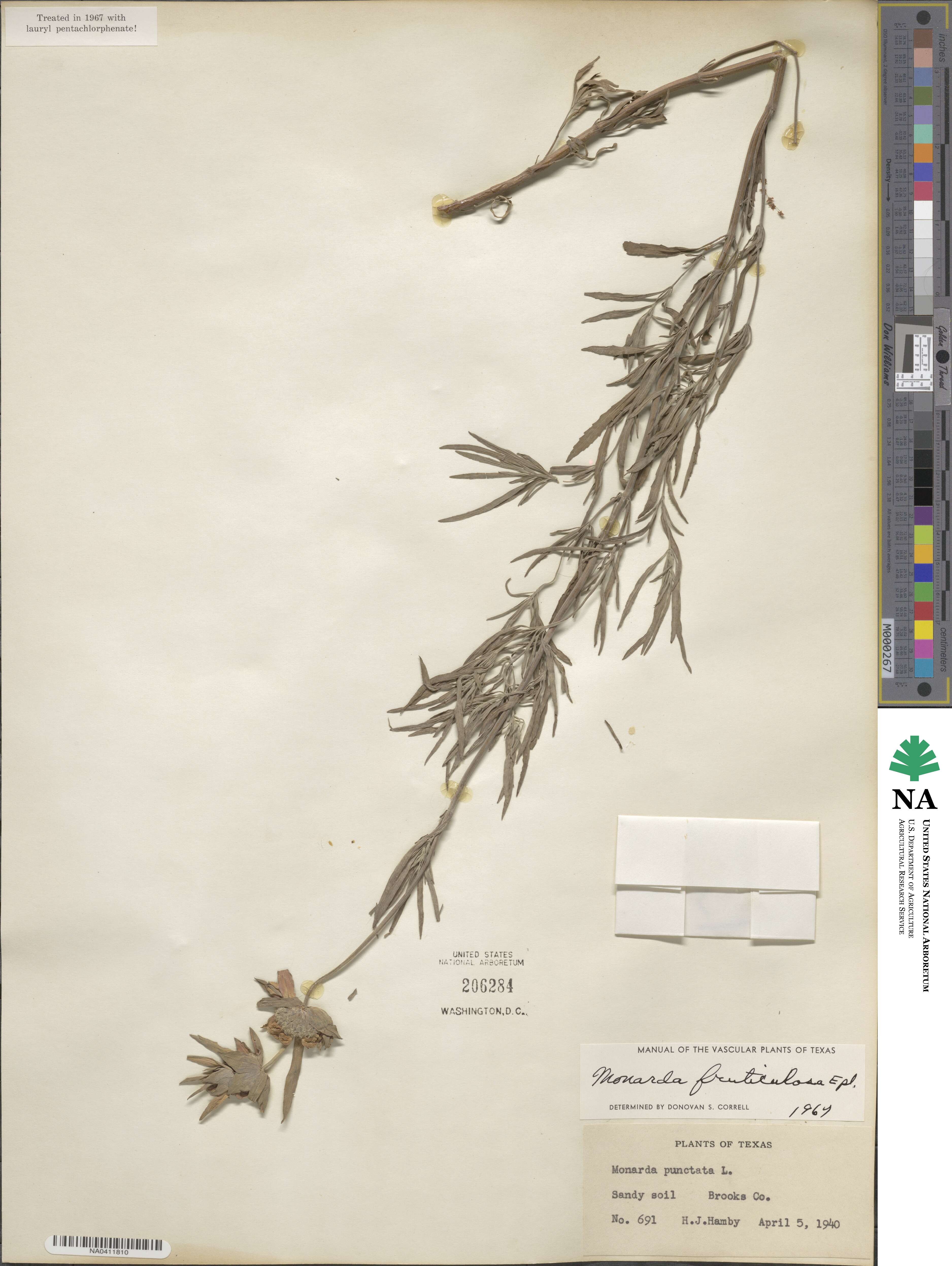 Monarda fruticulosa image