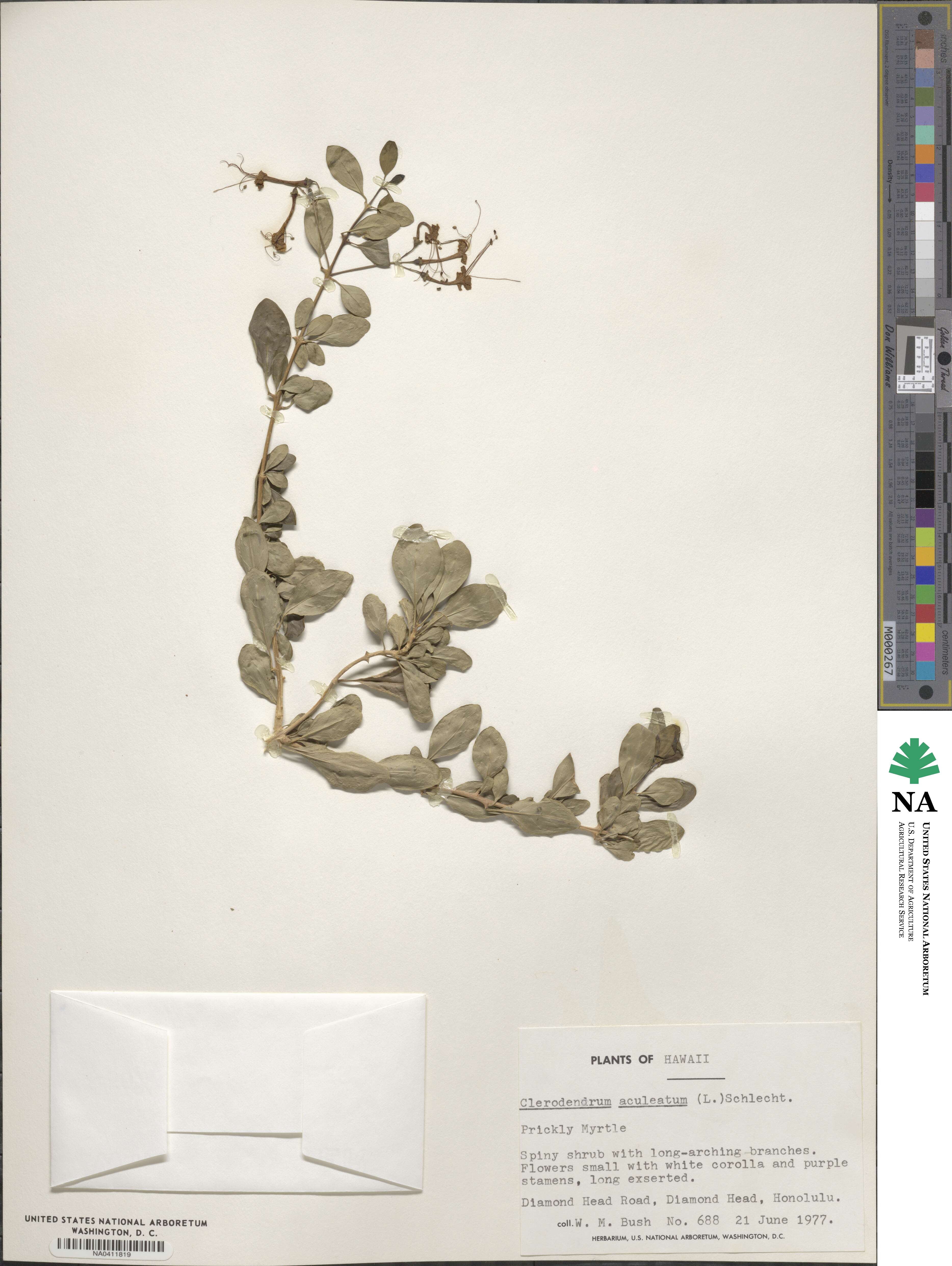Volkameria aculeata image
