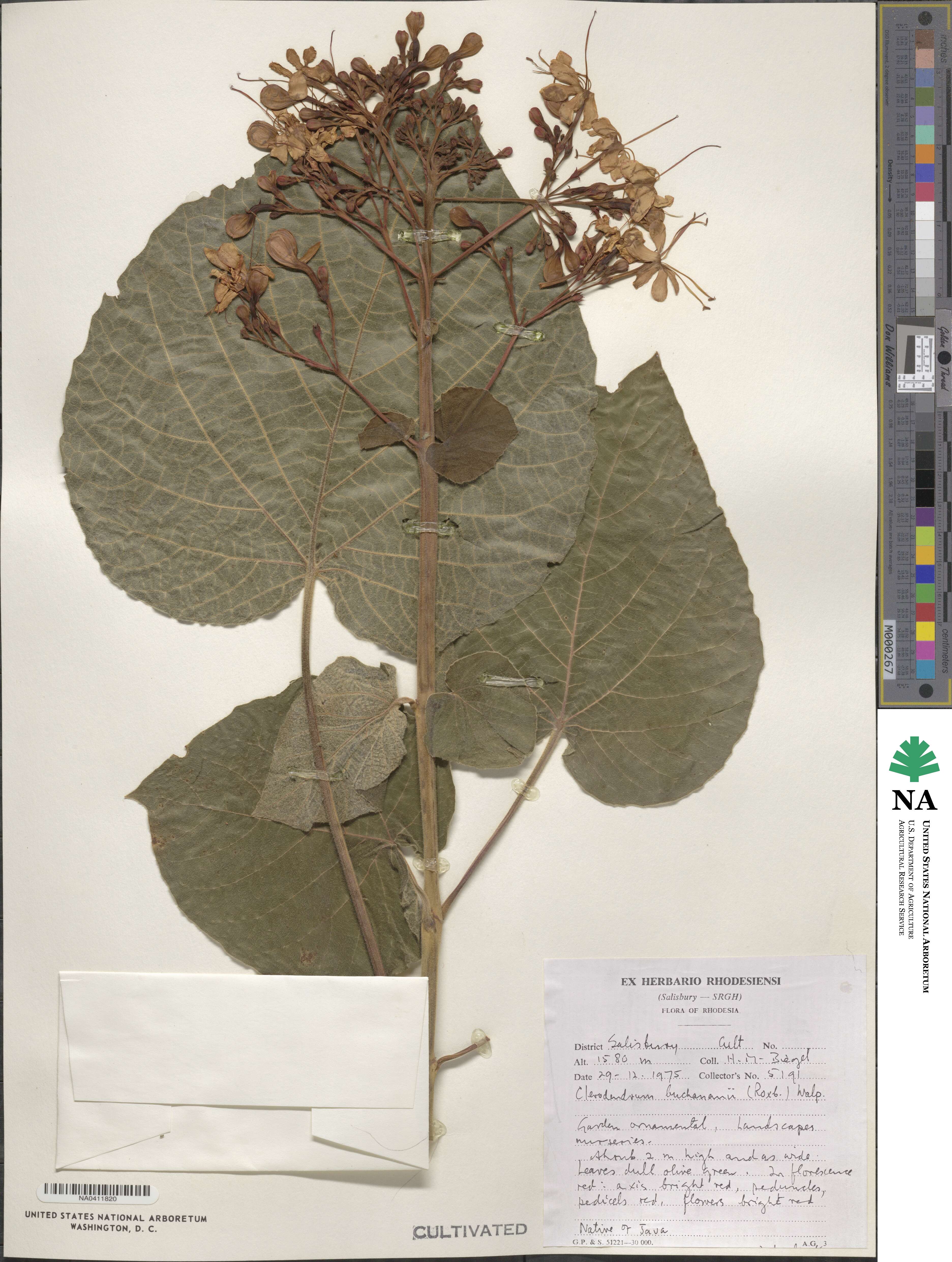 Clerodendrum buchananii image