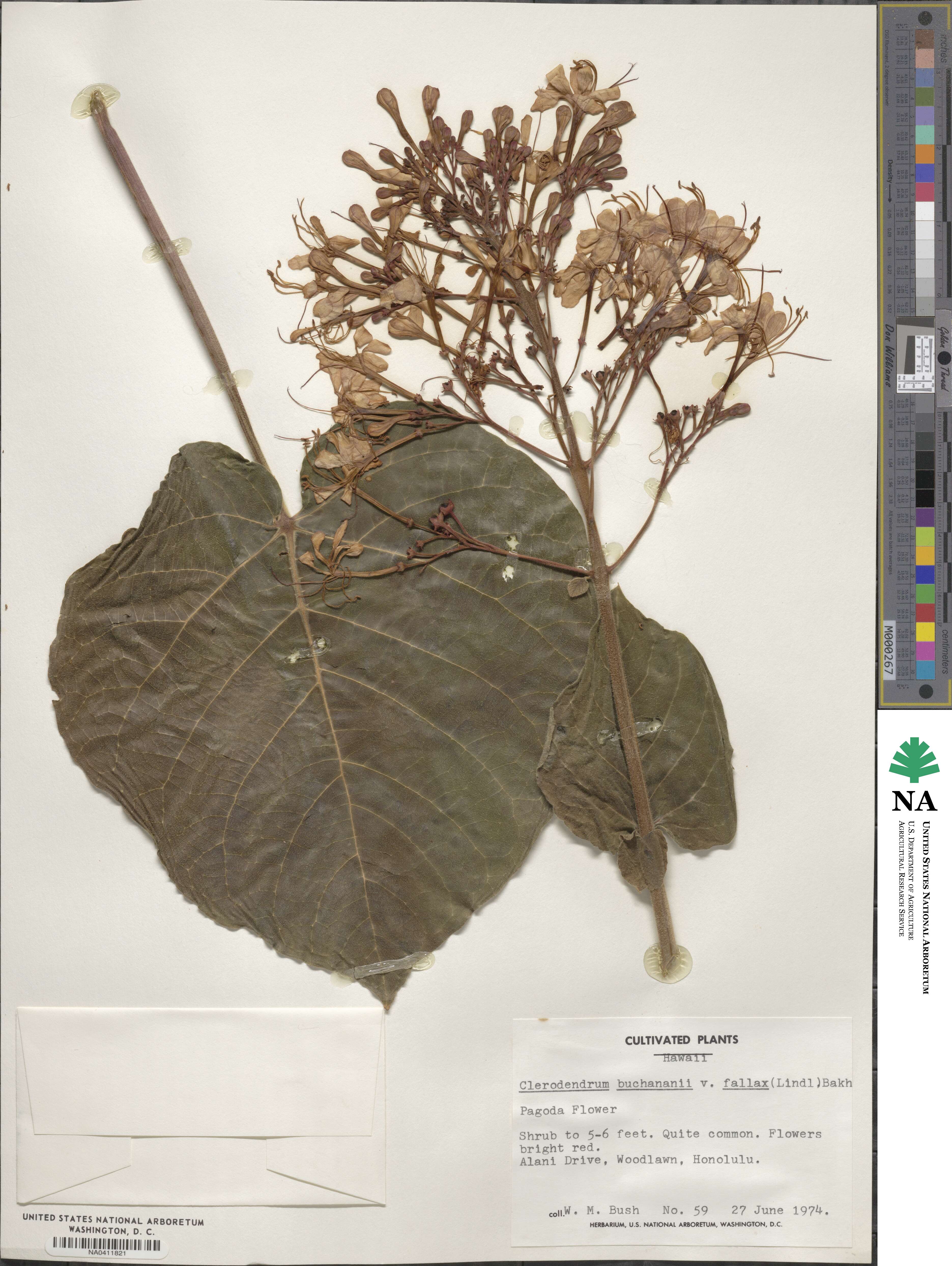 Clerodendrum speciosissimum image