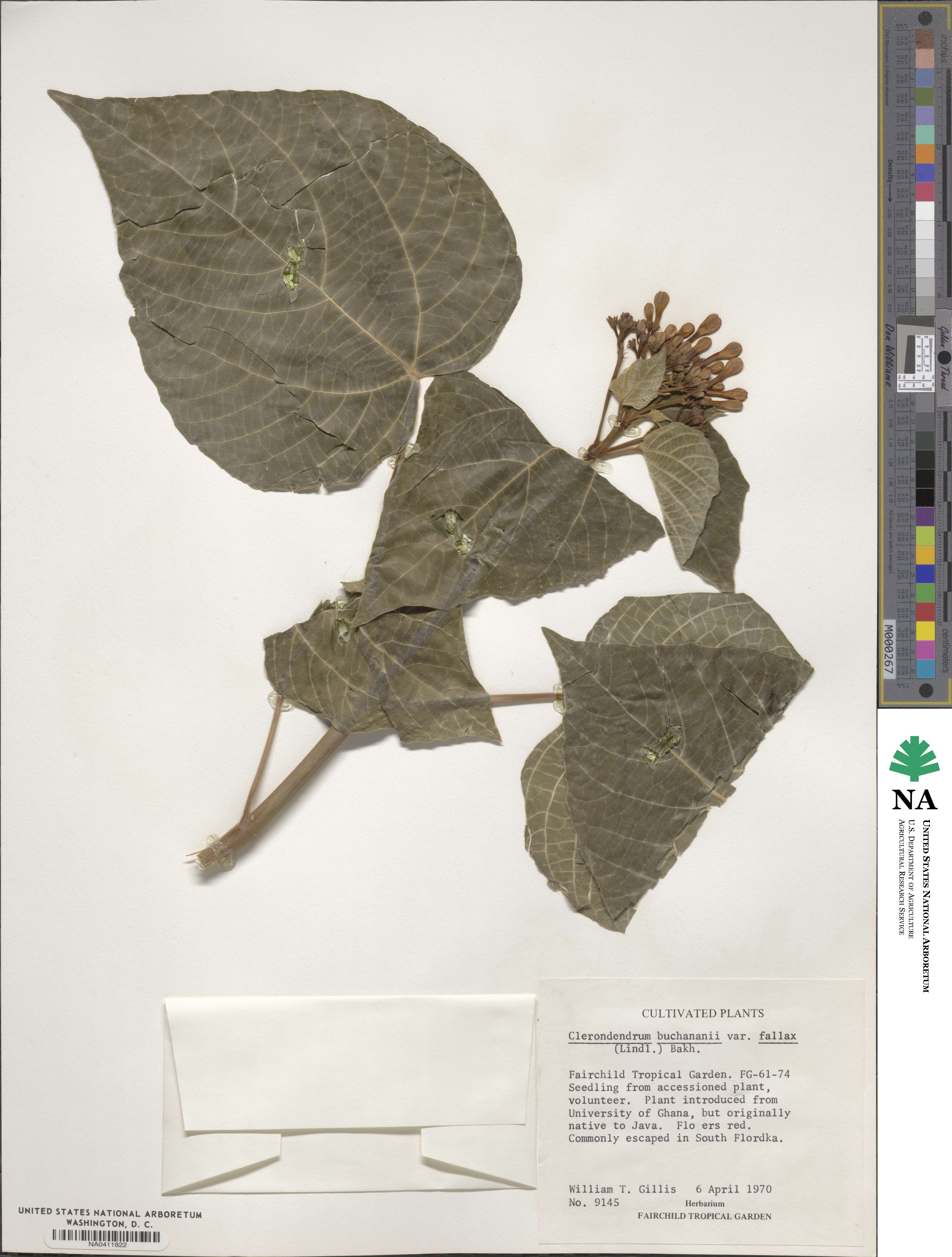 Clerodendrum speciosissimum image